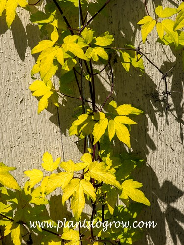 Clematis Alpina Stolwik Gold
Interesting chartreuse foliage.
